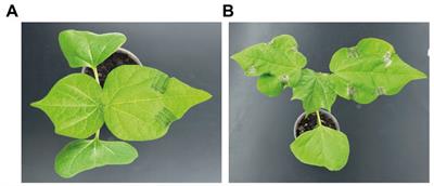 Cotton plants as ideal models for teaching and research on inducible direct plant defenses